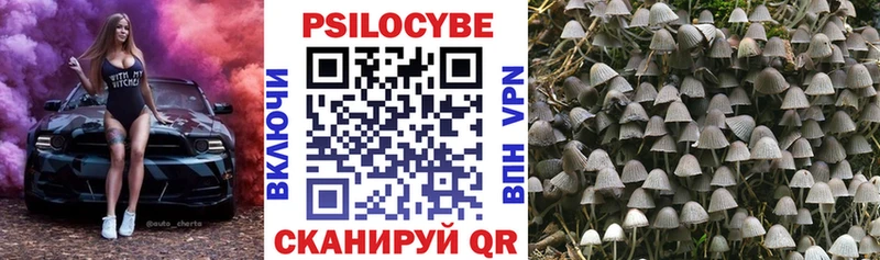 Галлюциногенные грибы Psilocybe  маркетплейс какой сайт  Тогучин  гидра зеркало 